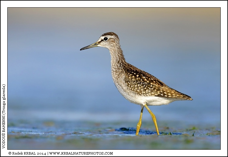 Vodou� bahenn� | Wood Sandpiper | Bruchwasserl�ufer | Tringa glareola