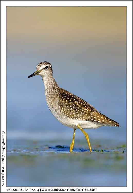Vodou� bahenn� | Wood Sandpiper | Bruchwasserl�ufer | Tringa glareola