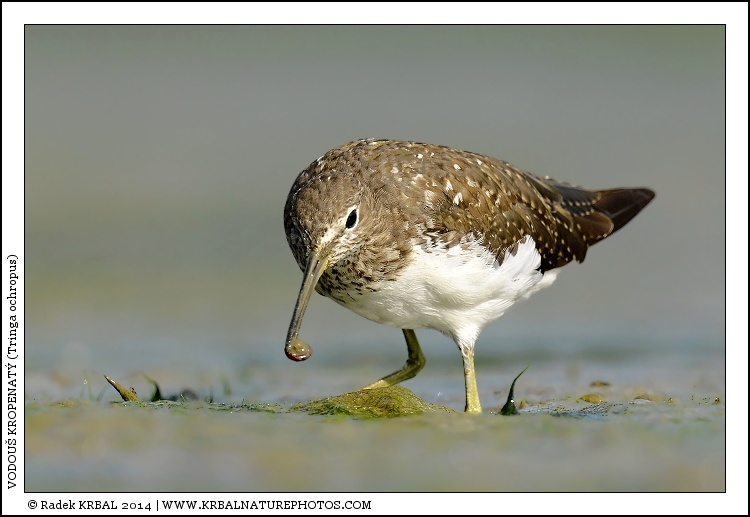 Vodou� kropenat� | Green Sandpiper | Waldwasserl�ufer | Tringa ochropus