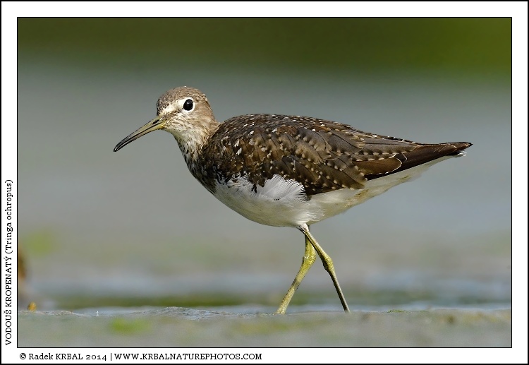 Vodou� kropenat� | Green Sandpiper | Waldwasserl�ufer | Tringa ochropus