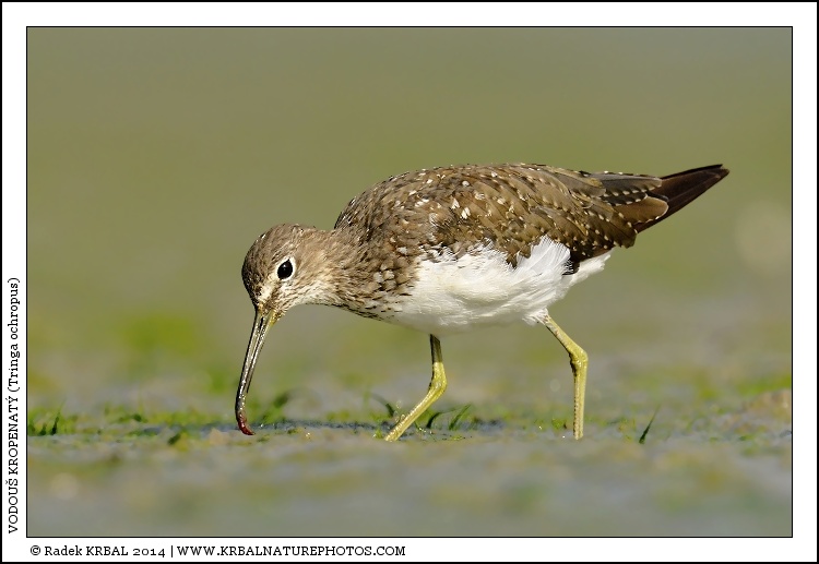 Vodou� kropenat� | Green Sandpiper | Waldwasserl�ufer | Tringa ochropus