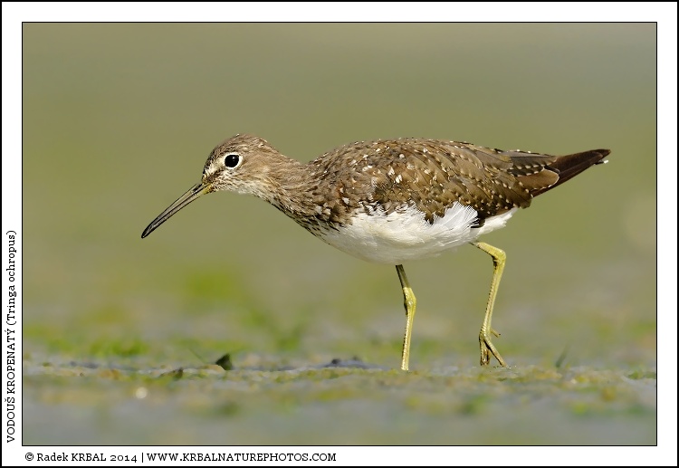 Vodou� kropenat� | Green Sandpiper | Waldwasserl�ufer | Tringa ochropus