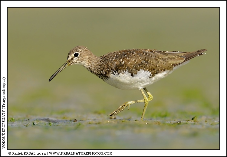 Vodou� kropenat� | Green Sandpiper | Waldwasserl�ufer | Tringa ochropus