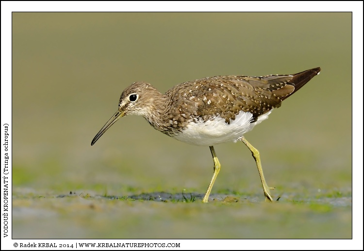 Vodou� kropenat� | Green Sandpiper | Waldwasserl�ufer | Tringa ochropus