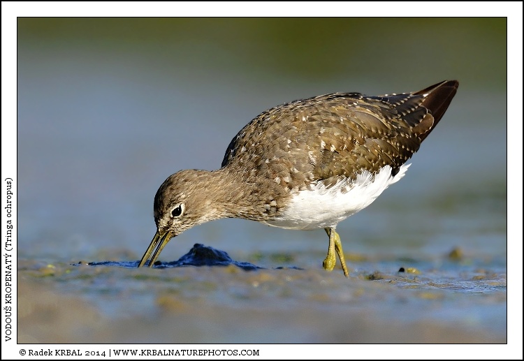 Vodou� kropenat� | Green Sandpiper | Waldwasserl�ufer | Tringa ochropus