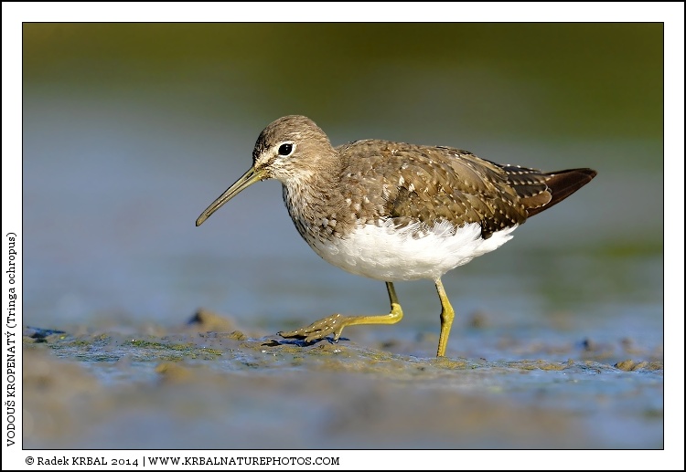 Vodou� kropenat� | Green Sandpiper | Waldwasserl�ufer | Tringa ochropus