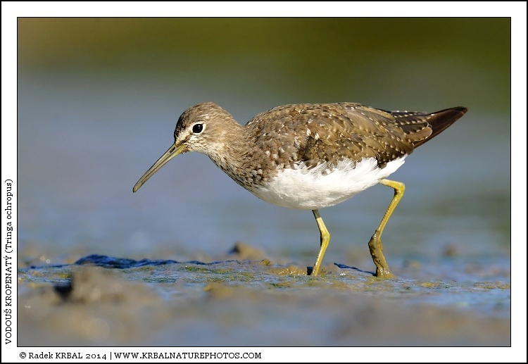 Vodou� kropenat� | Green Sandpiper | Waldwasserl�ufer | Tringa ochropus