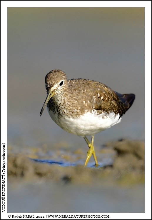 Vodou� kropenat� | Green Sandpiper | Waldwasserl�ufer | Tringa ochropus