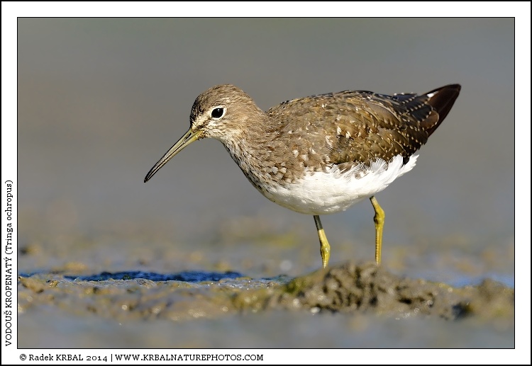 Vodou� kropenat� | Green Sandpiper | Waldwasserl�ufer | Tringa ochropus
