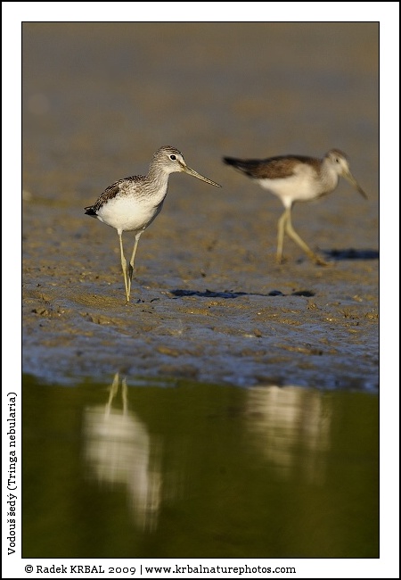 Vodou� �ed� | Common Greenshank | Gr�nschenkel | Tringa nebularia