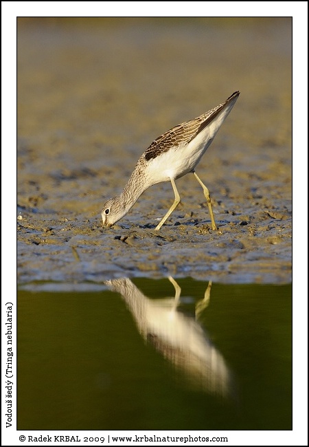 Vodou� �ed� | Common Greenshank | Gr�nschenkel | Tringa nebularia