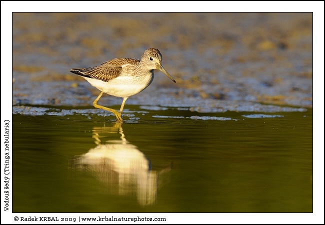 Vodou� �ed� | Common Greenshank | Gr�nschenkel | Tringa nebularia