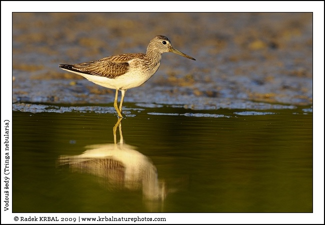 Vodou� �ed� | Common Greenshank | Gr�nschenkel | Tringa nebularia