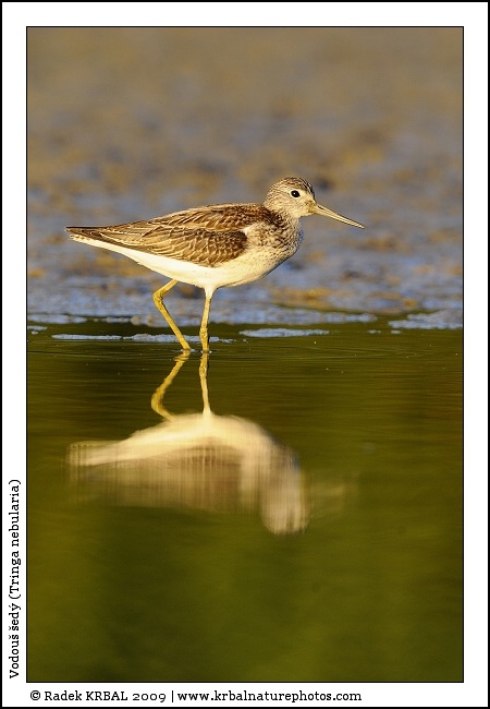 Vodou� �ed� | Common Greenshank | Gr�nschenkel | Tringa nebularia