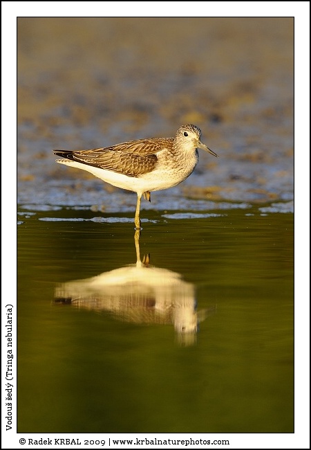 Vodou� �ed� | Common Greenshank | Gr�nschenkel | Tringa nebularia
