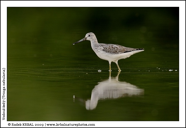 Vodou� �ed� | Greenshank | Gr�nschenkel | Tringa nebularia