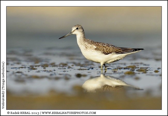 Vodou� �ed� | Common Greenshank | Gr�nschenkel | Tringa nebularia