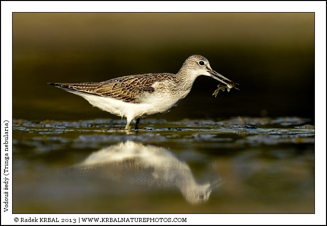 Vodou� �ed� | Common Greenshank | Gr�nschenkel | Tringa nebularia