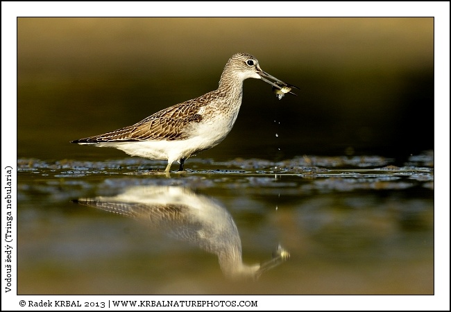 Vodou� �ed� | Common Greenshank | Gr�nschenkel | Tringa nebularia