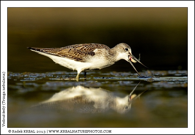 Vodou� �ed� | Common Greenshank | Gr�nschenkel | Tringa nebularia