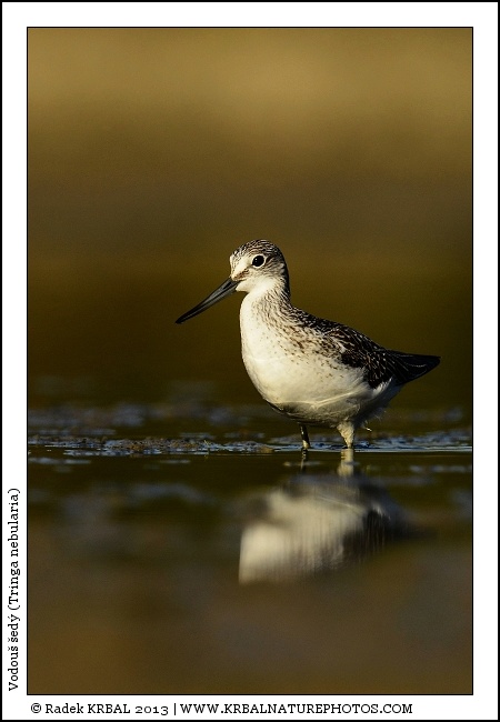 Vodou� �ed� | Common Greenshank | Gr�nschenkel | Tringa nebularia