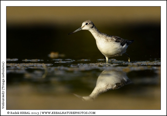Vodou� �ed� | Common Greenshank | Gr�nschenkel | Tringa nebularia