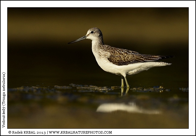 Vodou� �ed� | Common Greenshank | Gr�nschenkel | Tringa nebularia