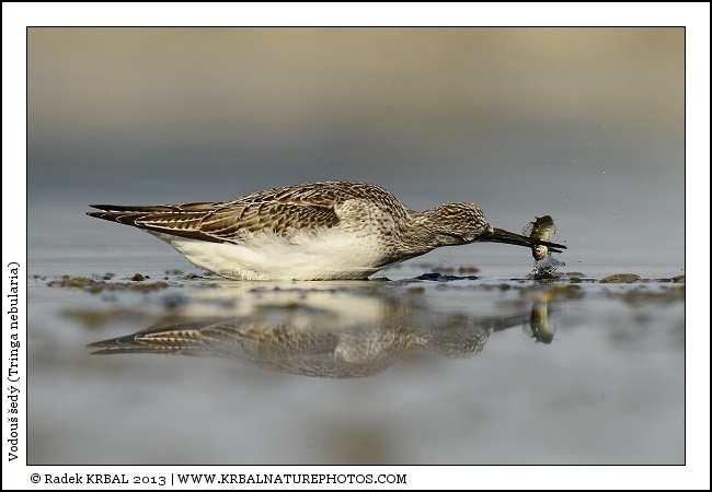 Vodou� �ed� | Common Greenshank | Gr�nschenkel | Tringa nebularia
