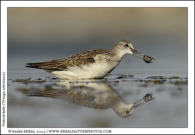 Vodou� �ed� | Common Greenshank | Gr�nschenkel | Tringa nebularia