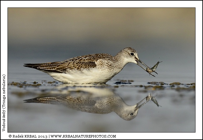 Vodou� �ed� | Common Greenshank | Gr�nschenkel | Tringa nebularia