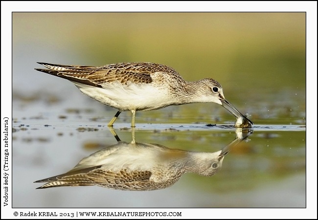 Vodou� �ed� | Common Greenshank | Gr�nschenkel | Tringa nebularia
