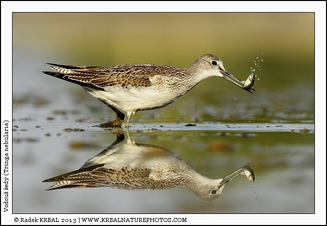 Vodou� �ed� | Common Greenshank | Gr�nschenkel | Tringa nebularia
