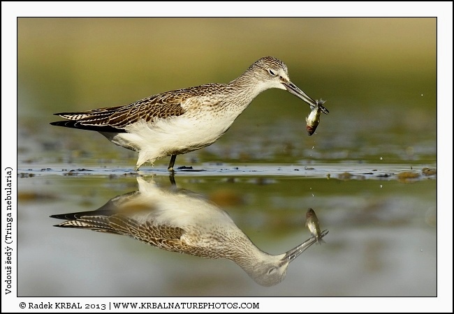 Vodou� �ed� | Common Greenshank | Gr�nschenkel | Tringa nebularia