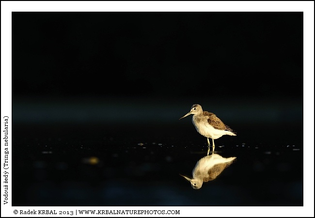 Vodou� �ed� | Common Greenshank | Gr�nschenkel | Tringa nebularia