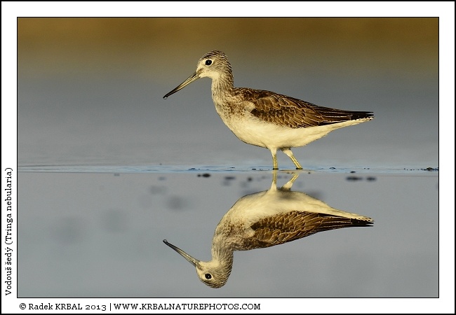 Vodou� �ed� | Common Greenshank | Gr�nschenkel | Tringa nebularia