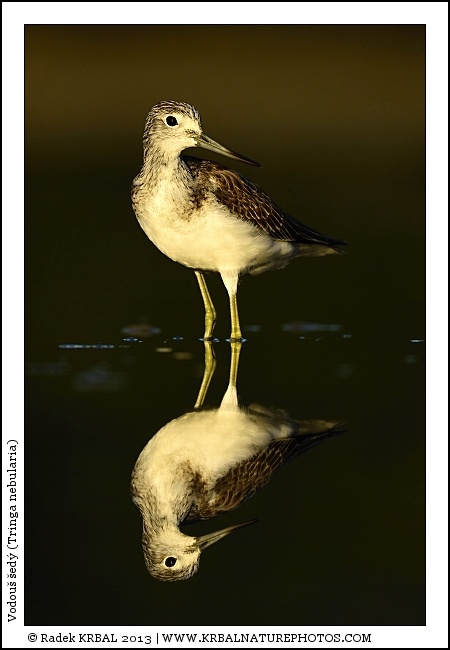 Vodou� �ed� | Common Greenshank | Gr�nschenkel | Tringa nebularia