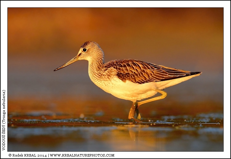 Vodou� �ed� | Common Greenshank | Gr�nschenkel | Tringa nebularia