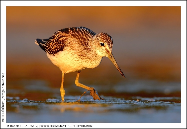 Vodou� �ed� | Common Greenshank | Gr�nschenkel | Tringa nebularia