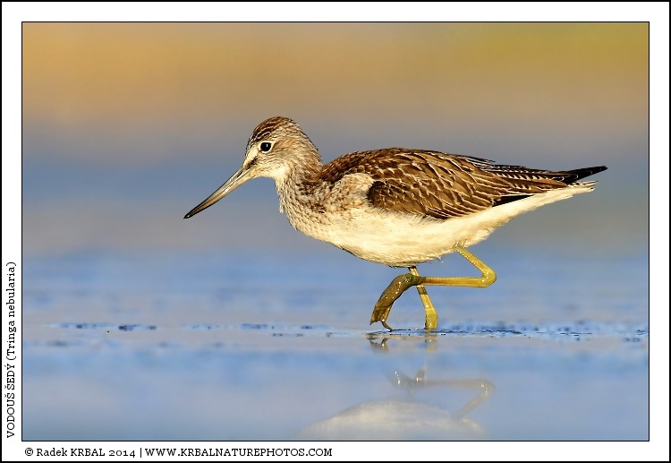 Vodou� �ed� | Common Greenshank | Gr�nschenkel | Tringa nebularia