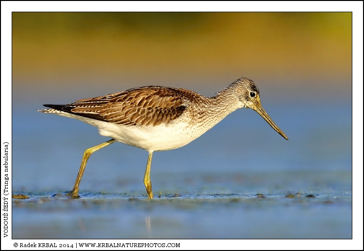 Vodou� �ed� | Common Greenshank | Gr�nschenkel | Tringa nebularia
