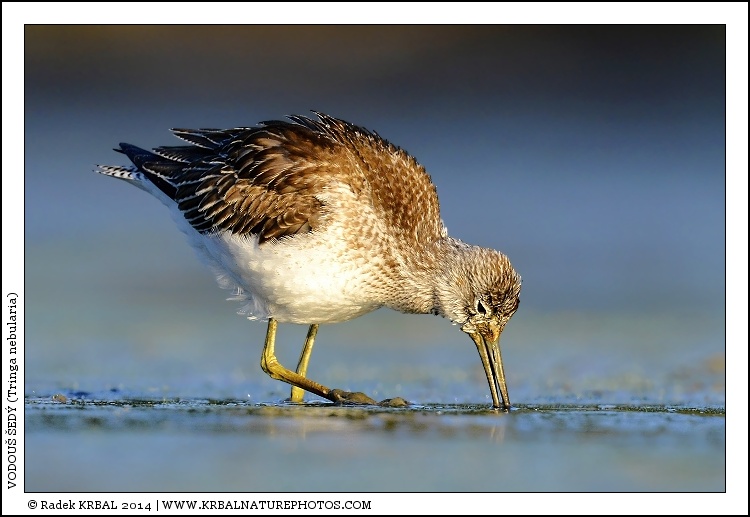 Vodou� �ed� | Common Greenshank | Gr�nschenkel | Tringa nebularia