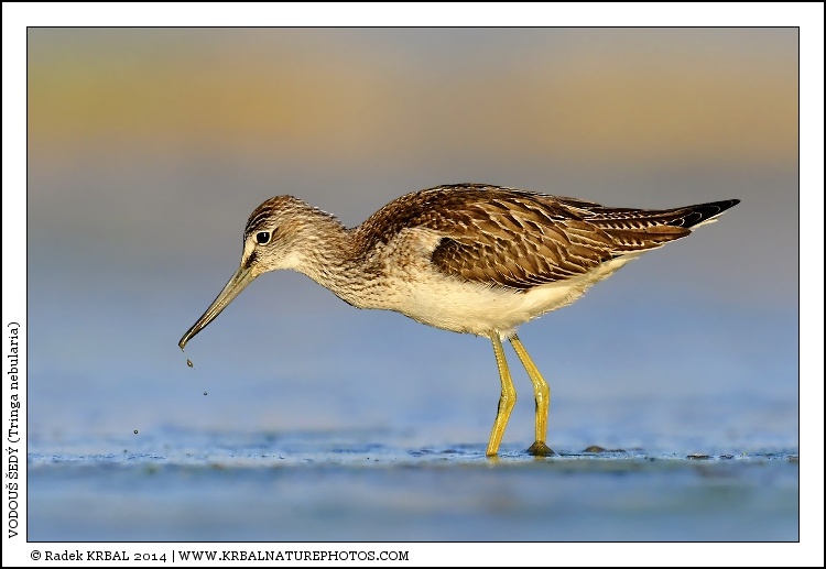 Vodou� �ed� | Common Greenshank | Gr�nschenkel | Tringa nebularia