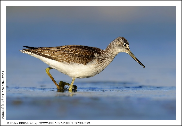 Vodou� �ed� | Common Greenshank | Gr�nschenkel | Tringa nebularia
