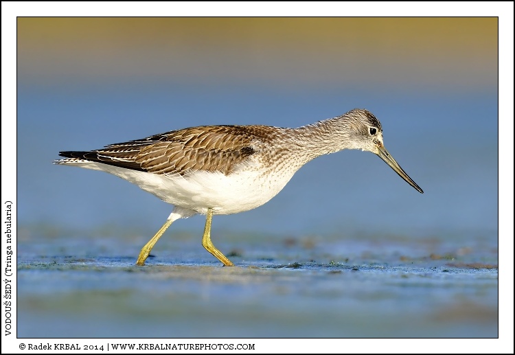 Vodou� �ed� | Common Greenshank | Gr�nschenkel | Tringa nebularia