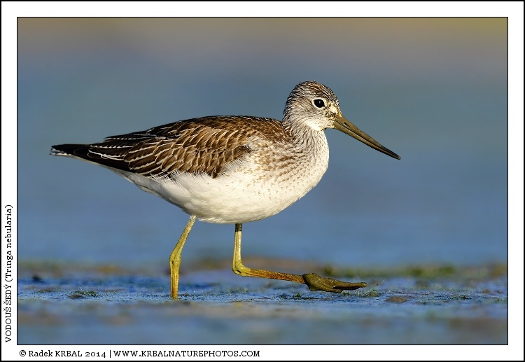 Vodou� �ed� | Common Greenshank | Gr�nschenkel | Tringa nebularia
