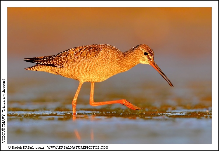 Vodou� tmav� | Spotted Redshank | Dunkler Wasserl�ufer | Tringa erythropus