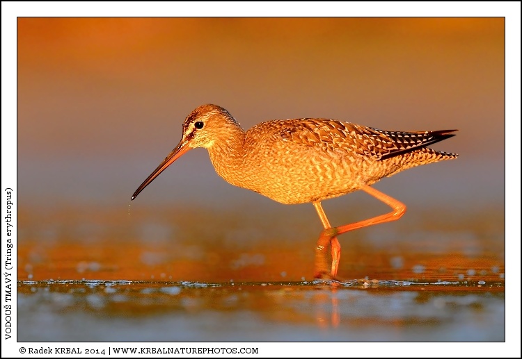 Vodou� tmav� | Spotted Redshank | Dunkler Wasserl�ufer | Tringa erythropus