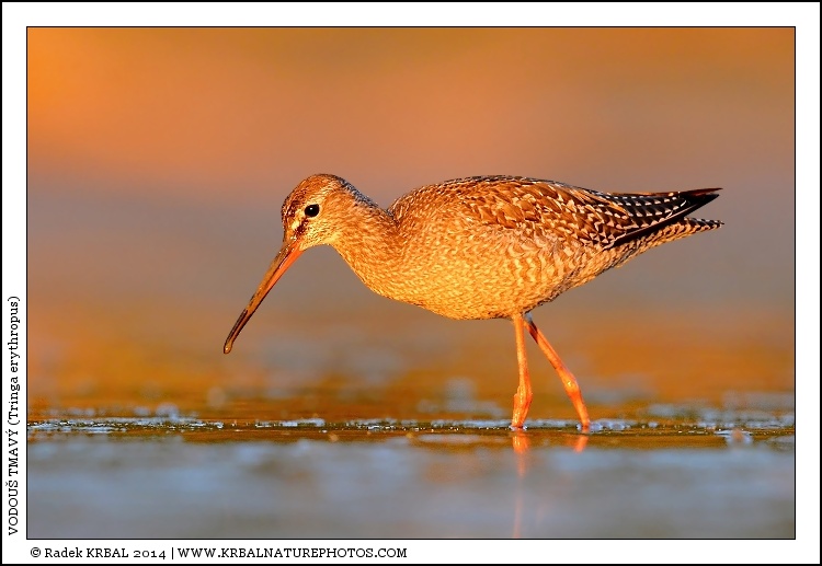 Vodou� tmav� | Spotted Redshank | Dunkler Wasserl�ufer | Tringa erythropus
