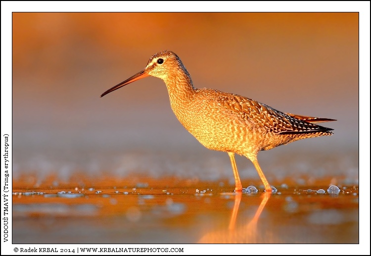 Vodou� tmav� | Spotted Redshank | Dunkler Wasserl�ufer | Tringa erythropus