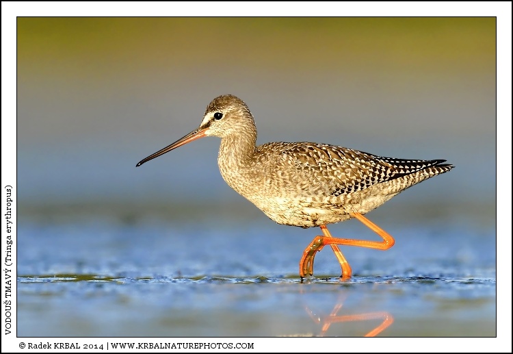 Vodou� tmav� | Spotted Redshank | Dunkler Wasserl�ufer | Tringa erythropus